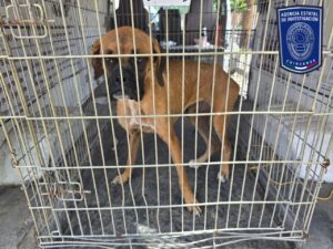 En 2025, la Fiscalía Norte aseguró 789 animales en situación de maltrato