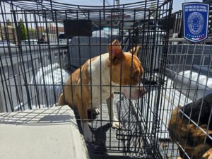 Aseguró FGE Norte 43 animales en situación de maltrato en Cd. Juárez