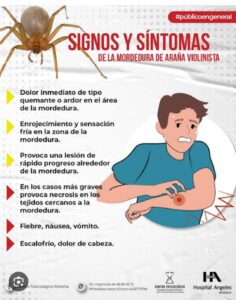 Hay Que Extremar Cuidado Con Las Arañas Violinista Y Viuda Negra
