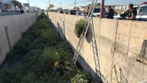 Asegura SSPM planta de marihuana de dos metros en canal de irrigación