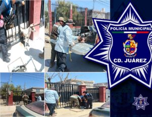 Apoyan policías municipales en rescate de un perro atrapado en un barandal