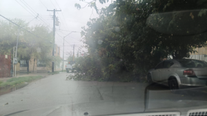 Lluvias Derriban Arbol Colonia Partido Romero
